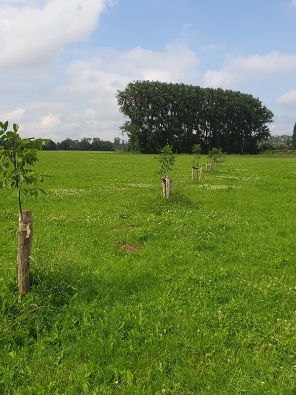 huiskavel met walnoten juli 2021