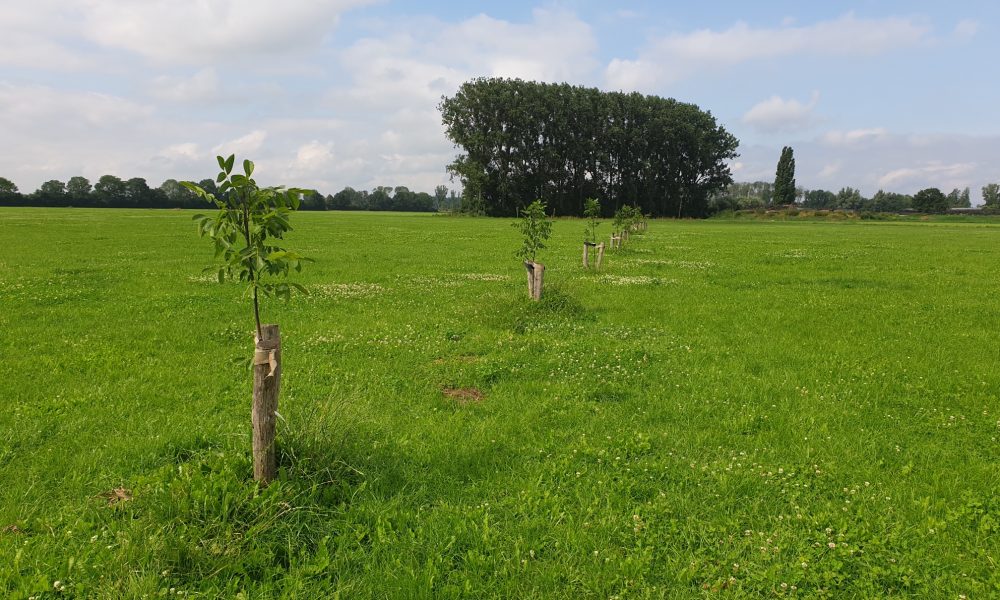 huiskavel met walnoten juli 2021